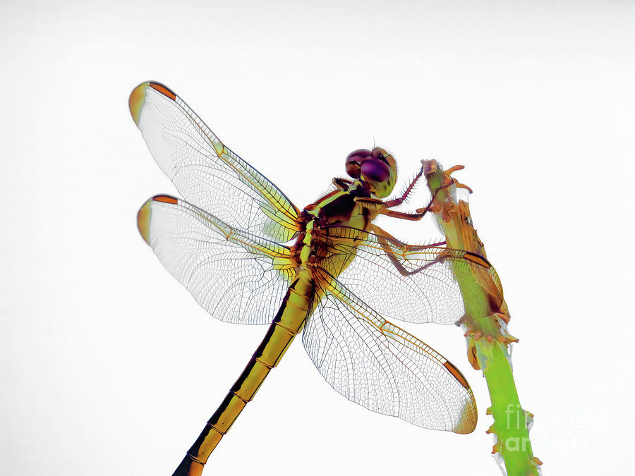 The Green Dragonfly Photograph by Scott Cameron