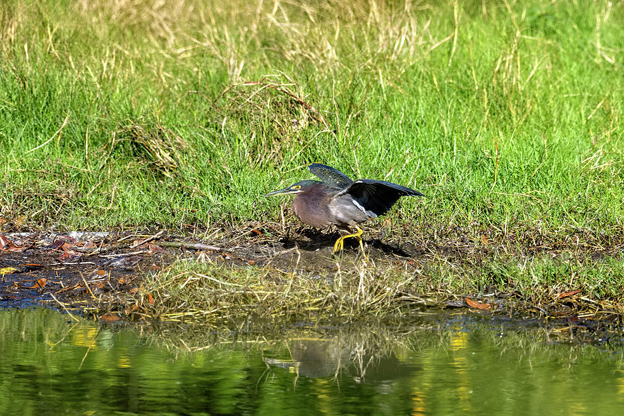 The Green Heron alone shoreline searching for a meal Photograph by Dan Friend