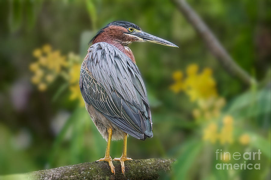 The Green Heron and Orchids Painting by Judy Kay