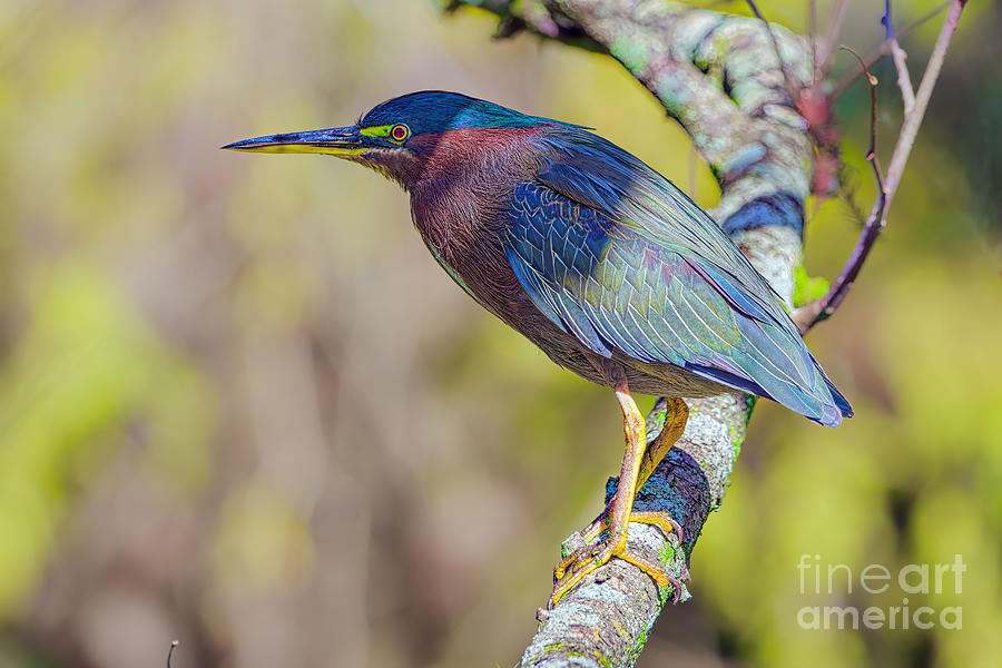 The Green Heron on Birch Photograph by Judy Kay