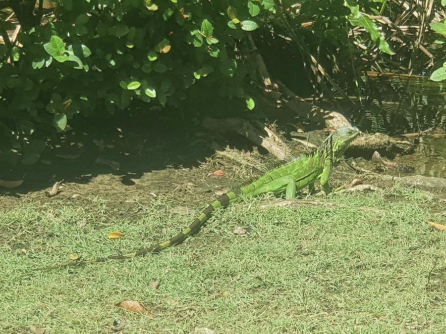 The Green Iguana In The Dominican Republic Photograph by Jaya's ...