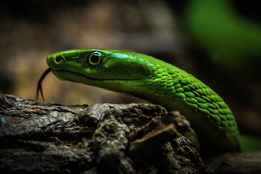 The green killer Photograph by Paulo Peres | Fine Art America