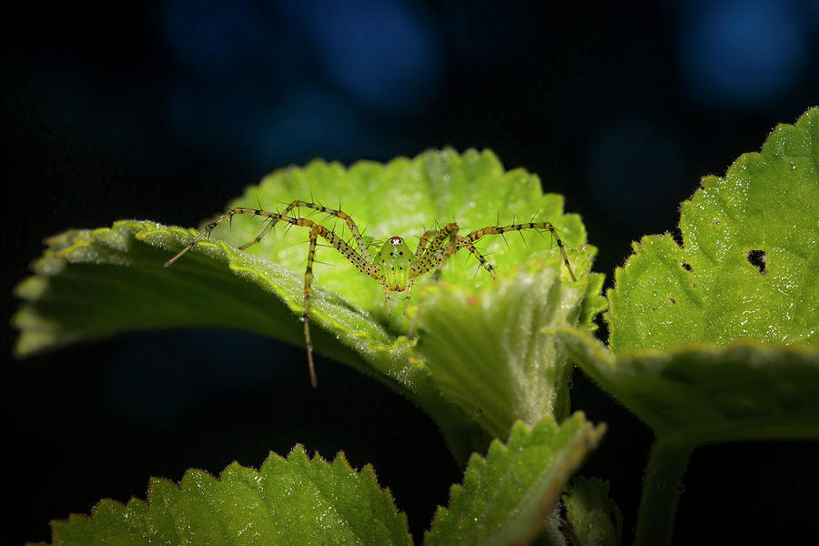 The Green Lynx Spider  Photograph by Mark Andrew Thomas