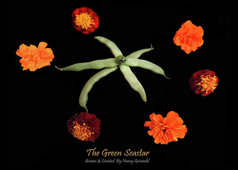 The Green Sea Star Vegetable Art Photograph by Nancy Griswold