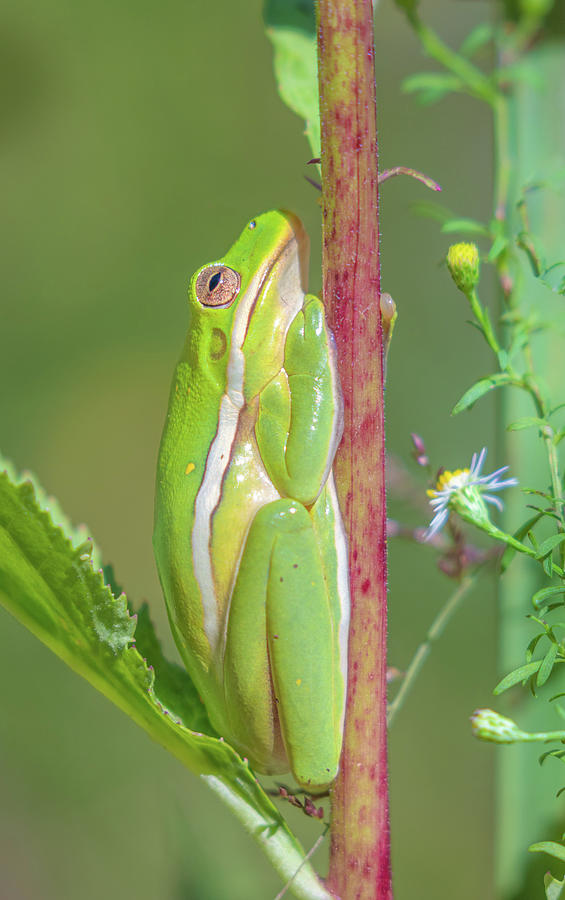 The Green Tree Frog Photograph by Jordan Hill