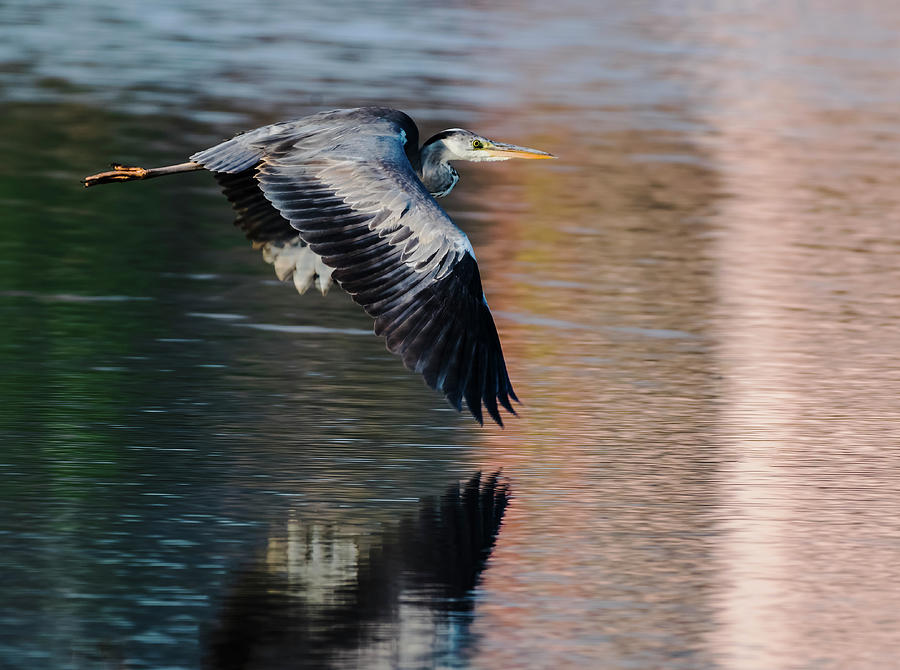 Heron Photograph - The Grey Heron in flight by Vishwanath Bhat