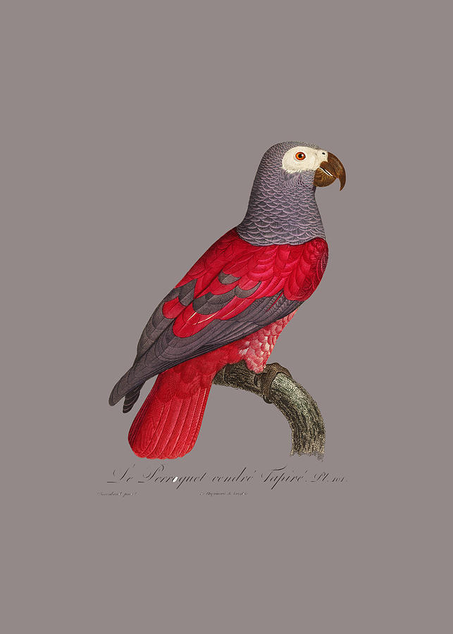 The Grey Parrot Psittacus Drawing by Alberto Waizel - Fine Art America