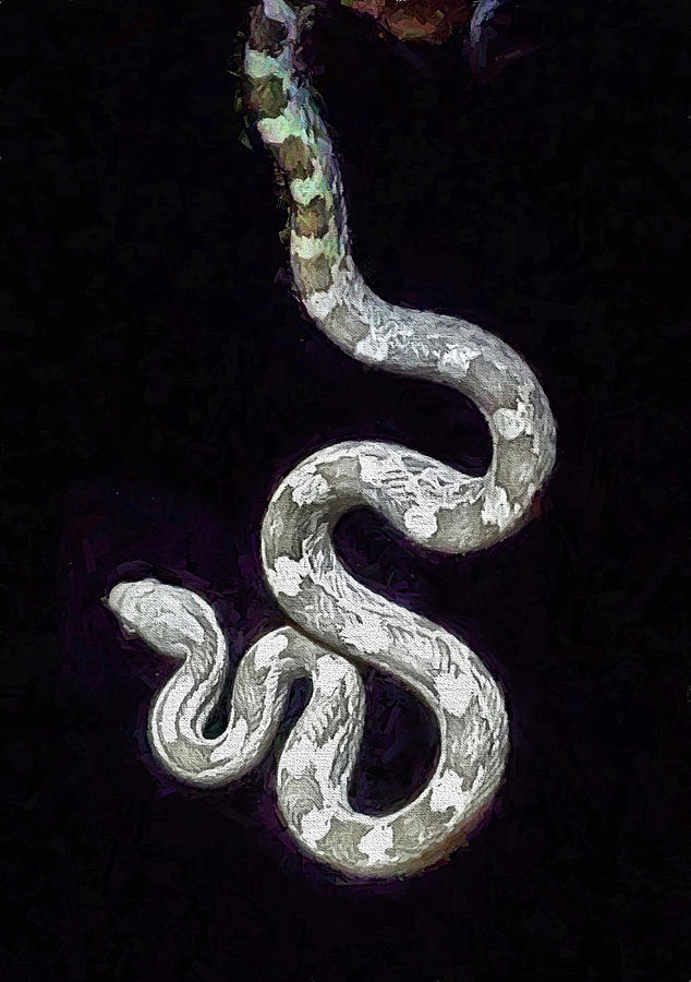 The Grey Rat Snake Digital Art by JC Findley