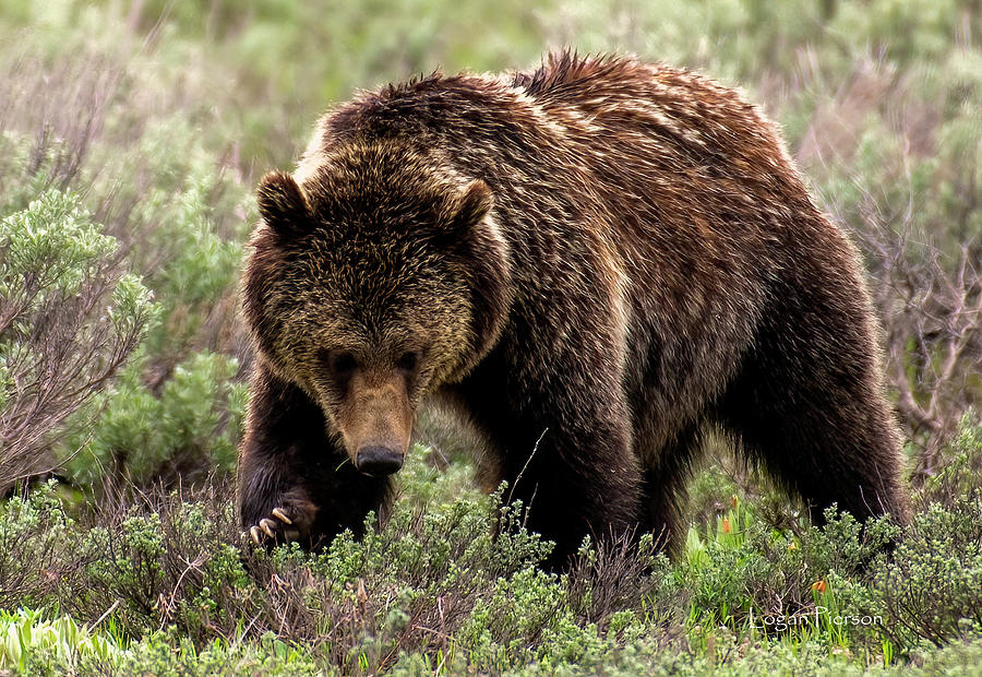 The grizzly bear never stops searching for food sources Photograph by ...