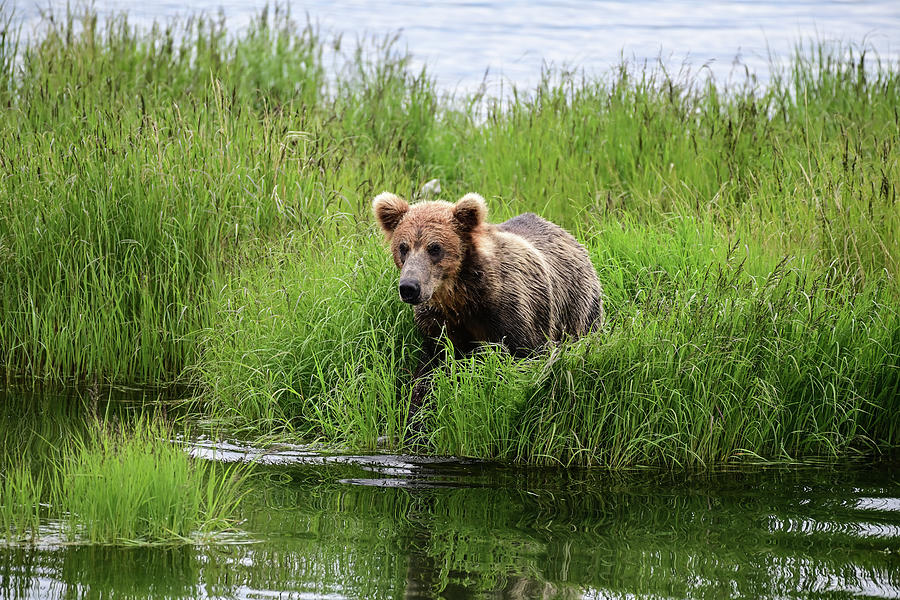 The Grizzly Coming out of the Bush Photograph by Amazing Action Photo Video