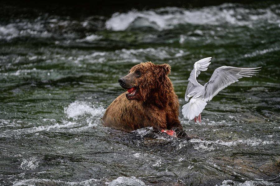 The Grizzly Fights With Seagull - Brooks Falls, Katmai National Park Photograph by Amazing Action Photo Video