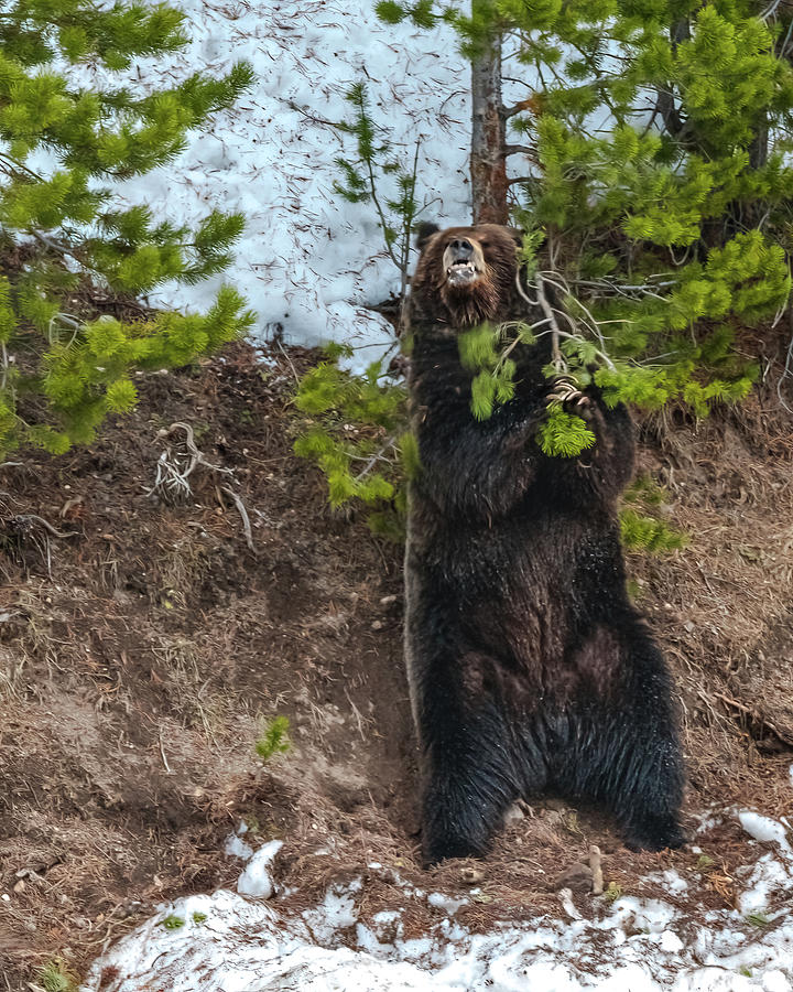 The Grizzly Shake Photograph by Yeates Photography