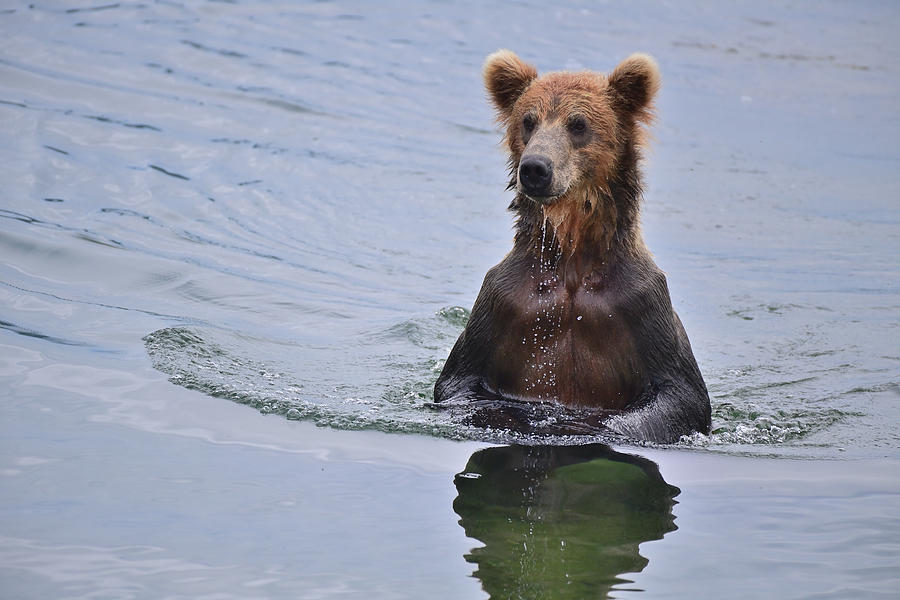 The Grizzly standing in the middle of the river Photograph by Amazing Action Photo Video