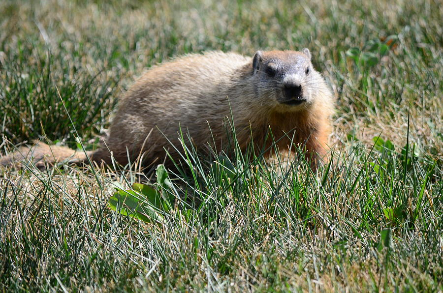 the Groundhog Photograph by Jonathan Miller - Fine Art America