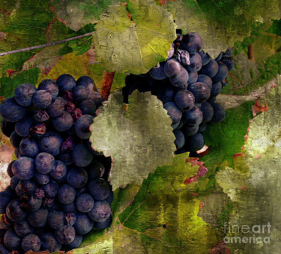 The Growing of Red Grapes  Photograph by Luther Fine Art