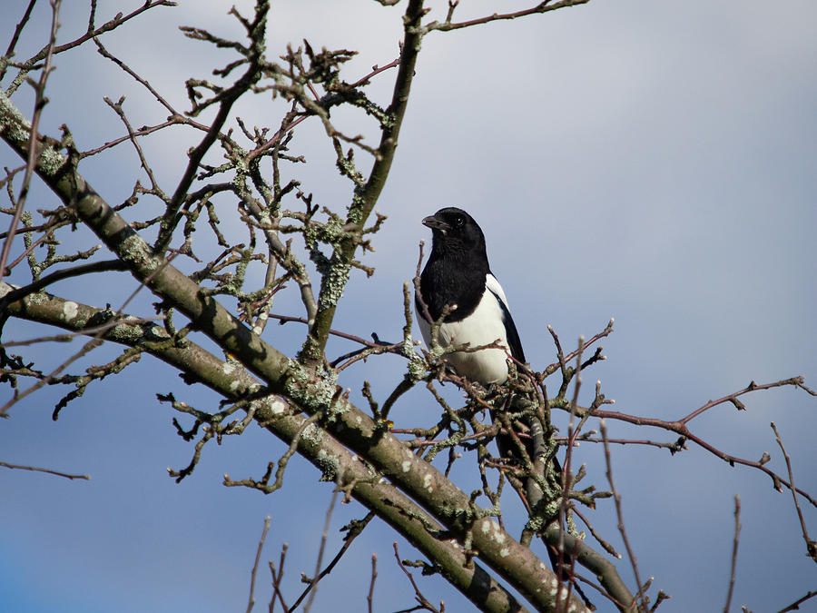 The Guardian In The Watchtower. Eurasian Magpie Photograph