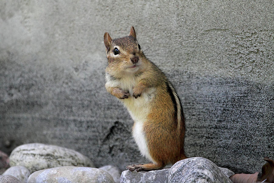 The Guilty Chipmunk Photograph by Peggy Collins