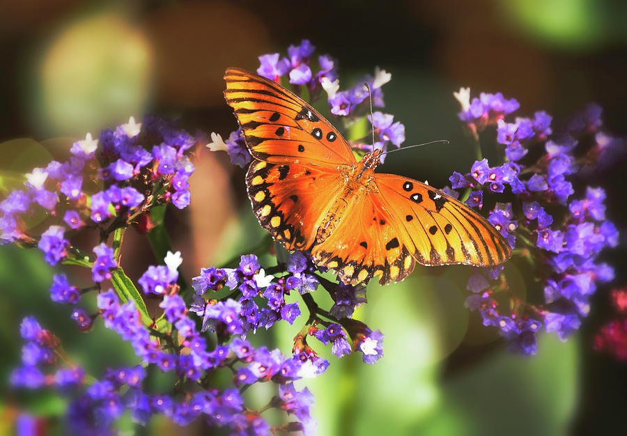 The Gulf Fritillary Butterfly  Photograph by Saija Lehtonen