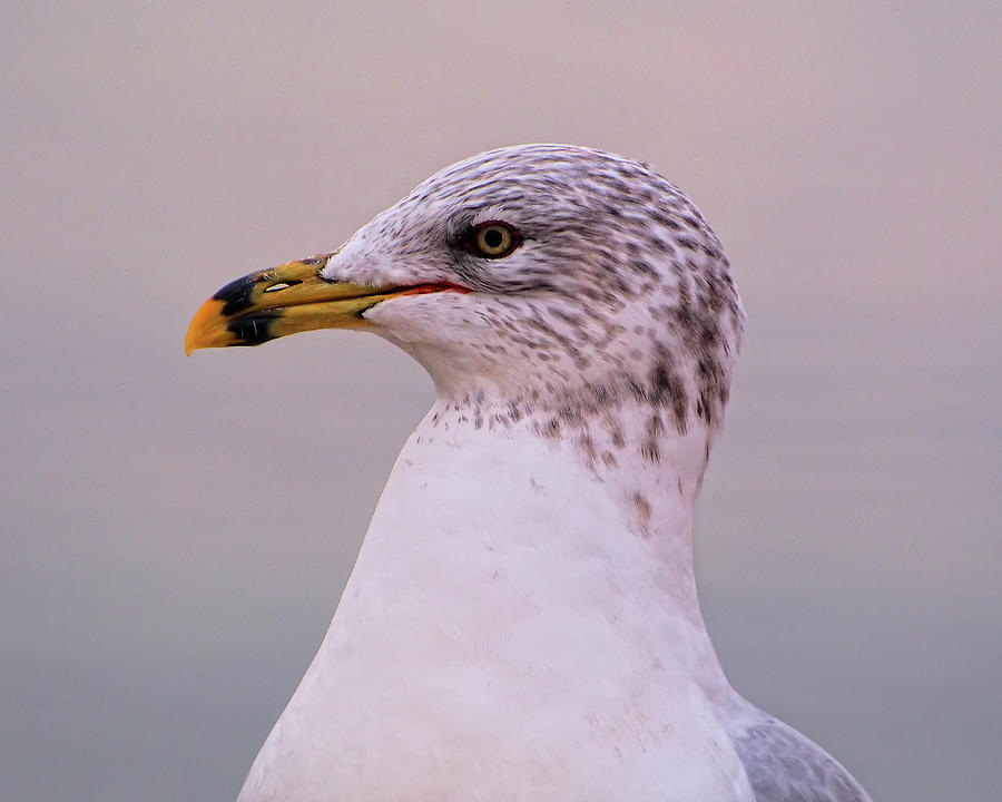 The Gull Photograph by Scott Olsen