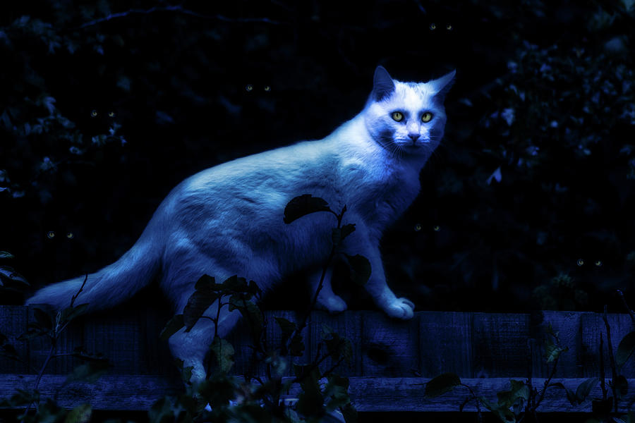 The Halloween Cat Digital Art by LGP Imagery