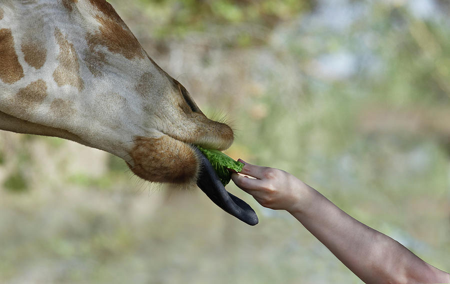 The Hand That Feeds You -- Child Feeding a Giraffe at the Living Desert Zoo and Gardens, California Photograph by Darin Volpe