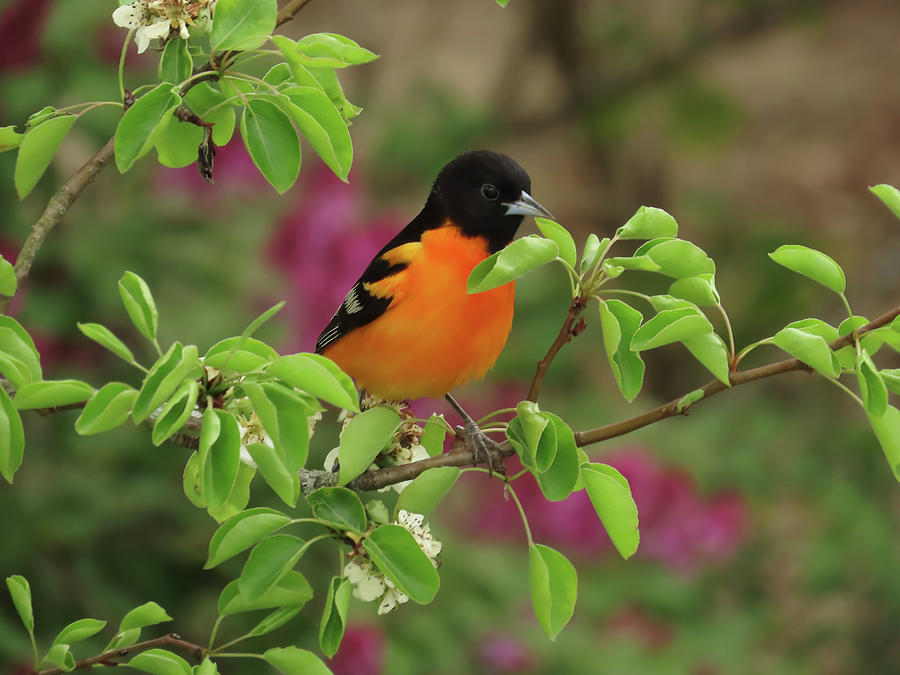 The Handsome Oriole Photograph by Rebecca Grzenda - Fine Art America