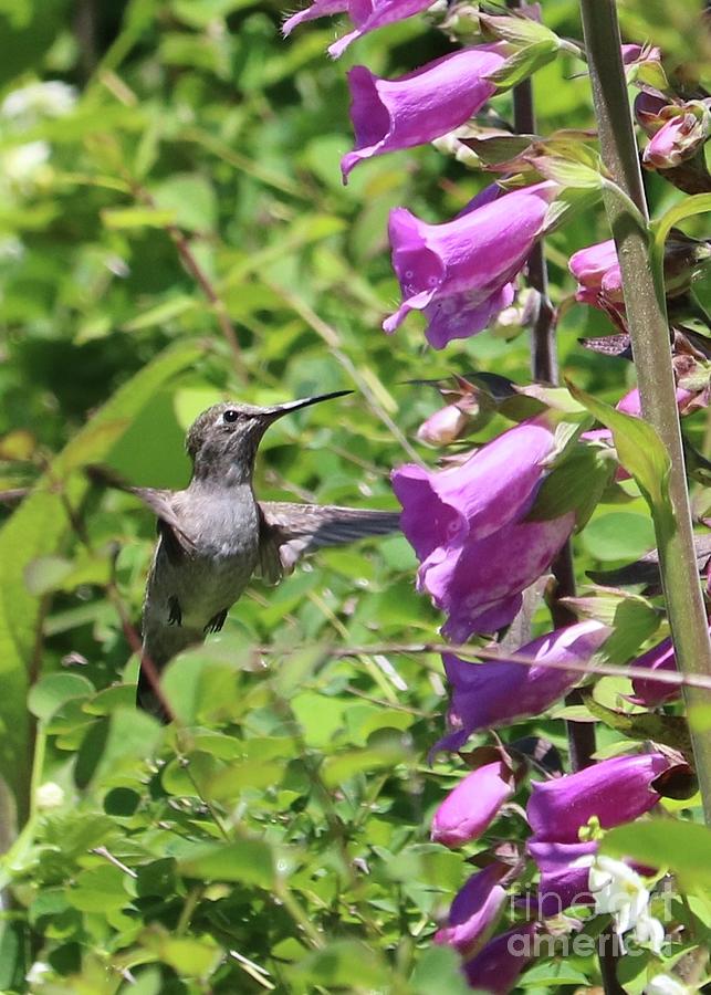 The Happiest Hummingbird Photograph by Carol Groenen