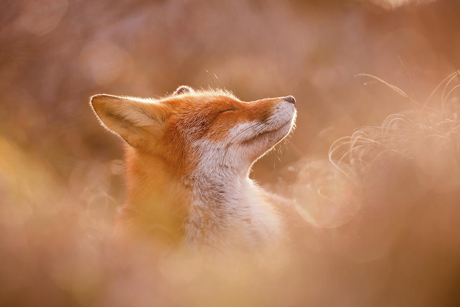 Wildlife Photograph - The Happiest of Foxes - Zen Fox Series by Roeselien Raimond
