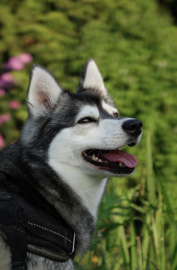 The Happy Alaskan Klee Kai Photograph Photograph by George Reed - Fine ...