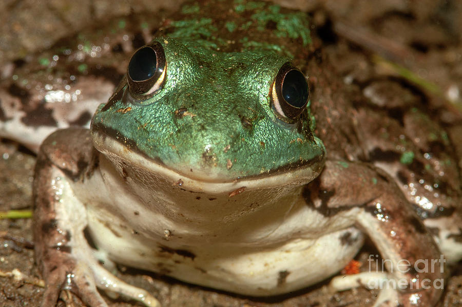 The Happy Frog Photograph by Jane Axman