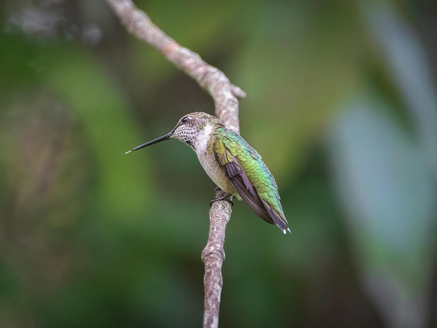 The Happy Hummingbird Photograph by Chad Meyer