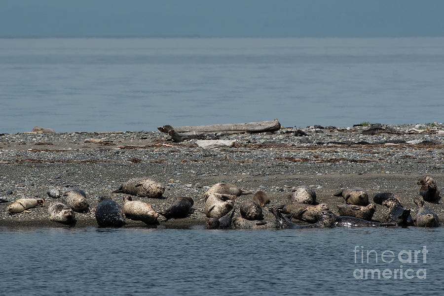 Wildlife Photograph - The Harbor Seal Gang by Nancy Gleason