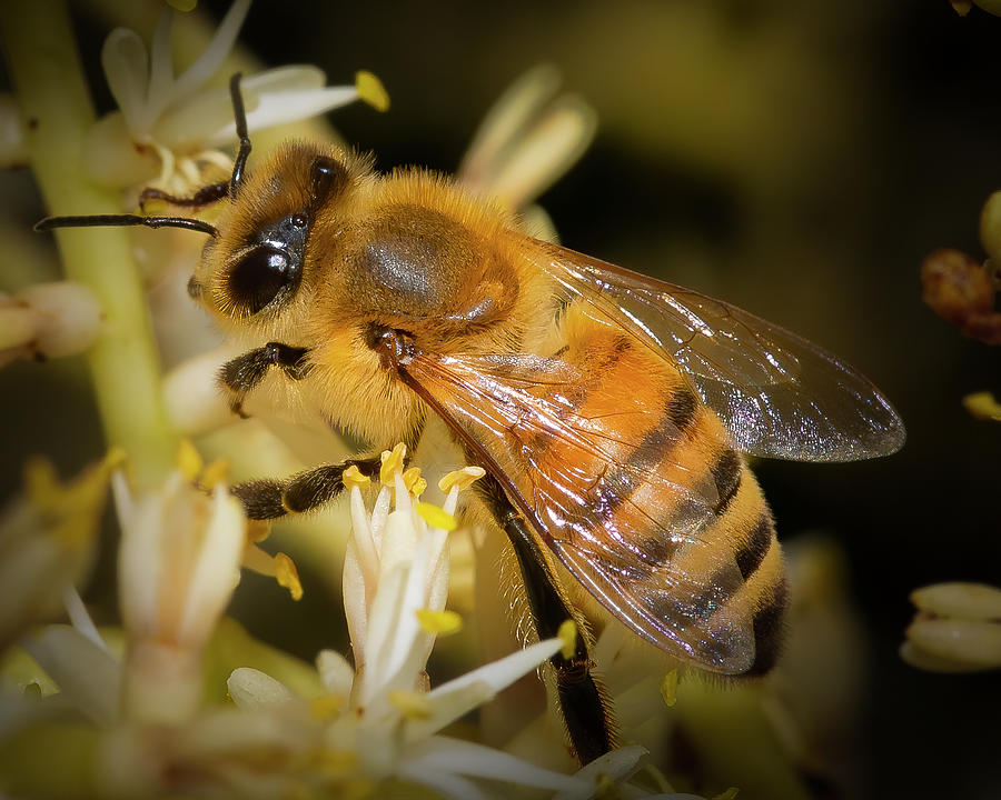 The Hard Working Honey Bee Photograph by Mark Andrew Thomas