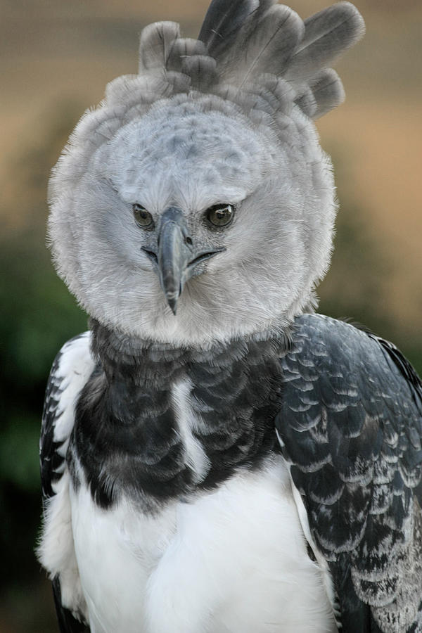 The Harpy Eagle Photograph by David and Carol Kelly