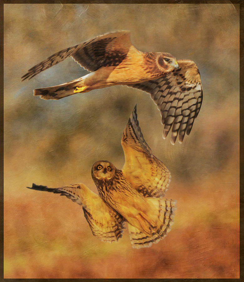 The Harrier and the Owl Photograph by Angie Vogel