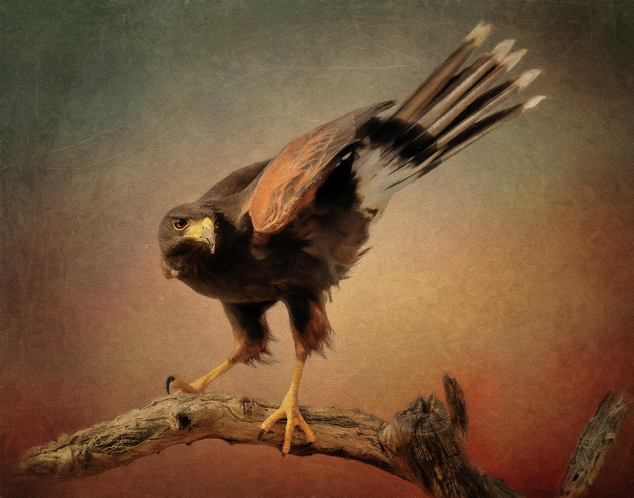 The Harriss Hawk Digital Art by Steve Kelley