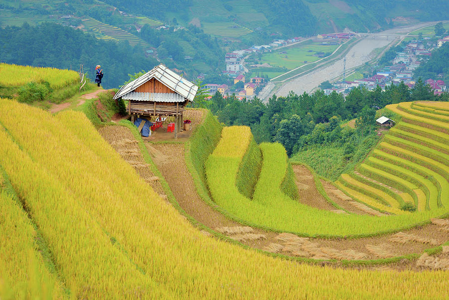 The Harvesting Season Photograph by Khanh Bui Phu