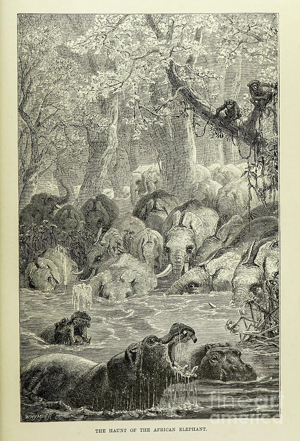 The Haunt of the African Elephant s5 Drawing by Historic illustrations ...