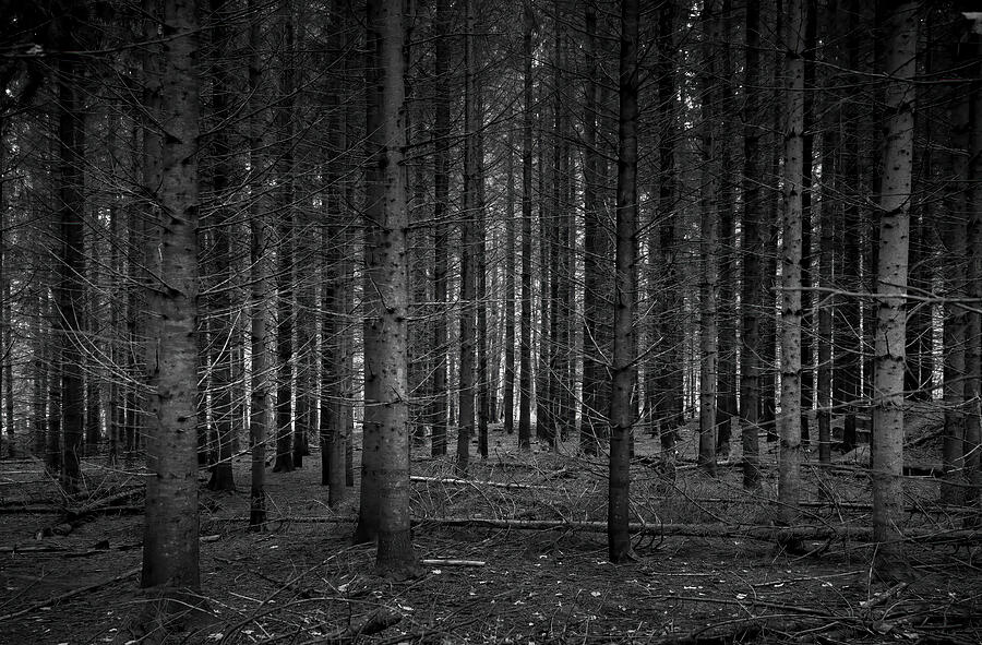 Tree Photograph - The Haunting Forest by Wilfredo Rafael Rodriguez