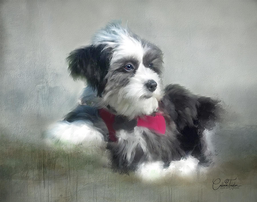 The Havenese Dog Mixed Media by Colleen Taylor