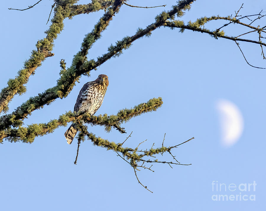 The Hawk and Crescent Moon Photograph by Michelle Tinger