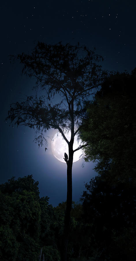 Everglades National Park Photograph - The Hawk and the Moon by Mark Andrew Thomas