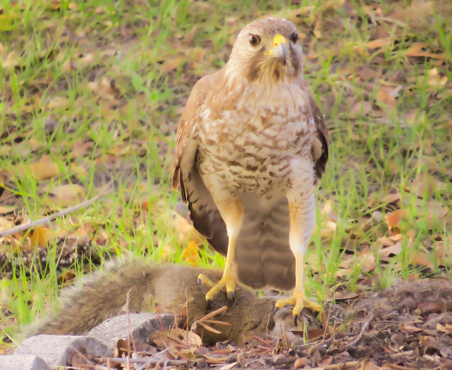 Hawk Photograph - The hawk caught a squirrel by Zina Stromberg