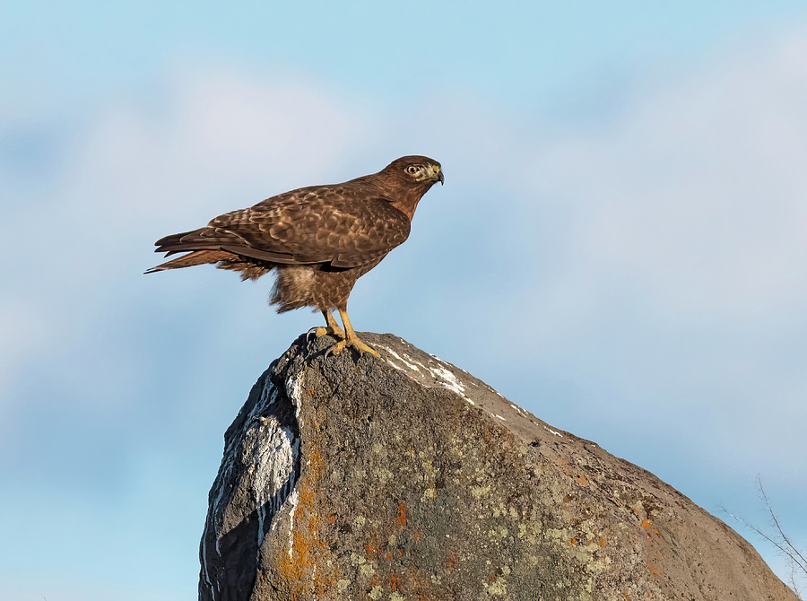 The Hawk Rock Photograph by Loree Johnson