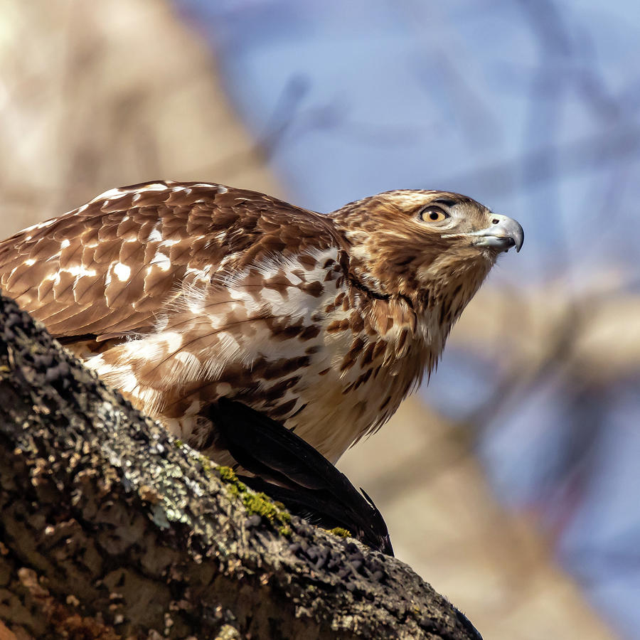 The Hawk Photograph by William Bretton
