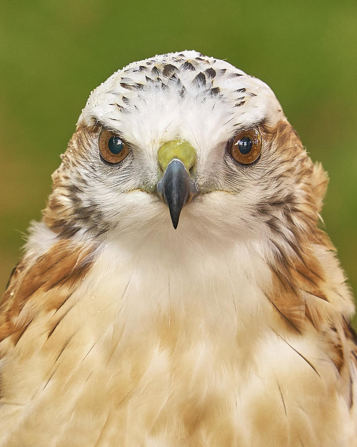 The hawks gaze Photograph by Jim Hughes