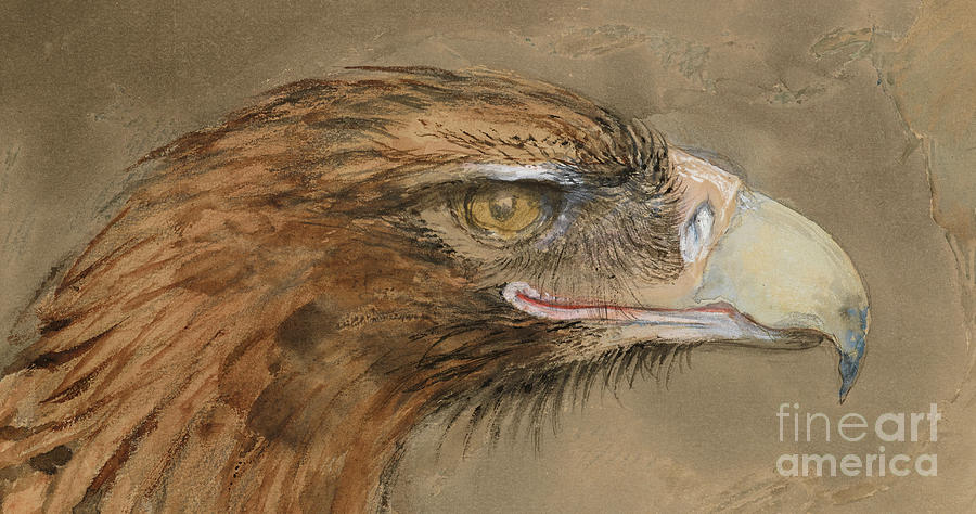 The Head of a common Golden Eagle Painting by John Ruskin