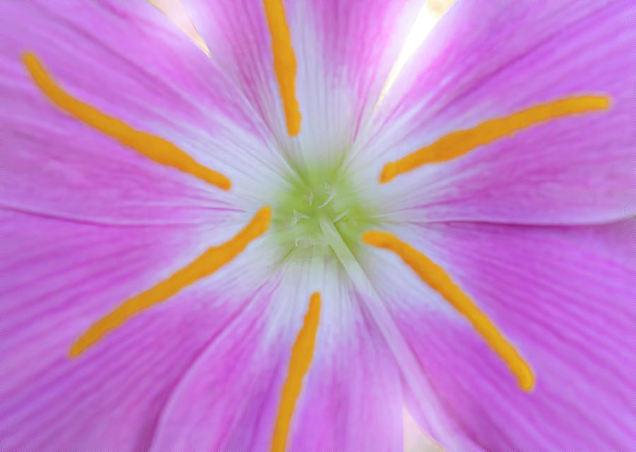The Healing Flower Photograph by Mark Andrew Thomas