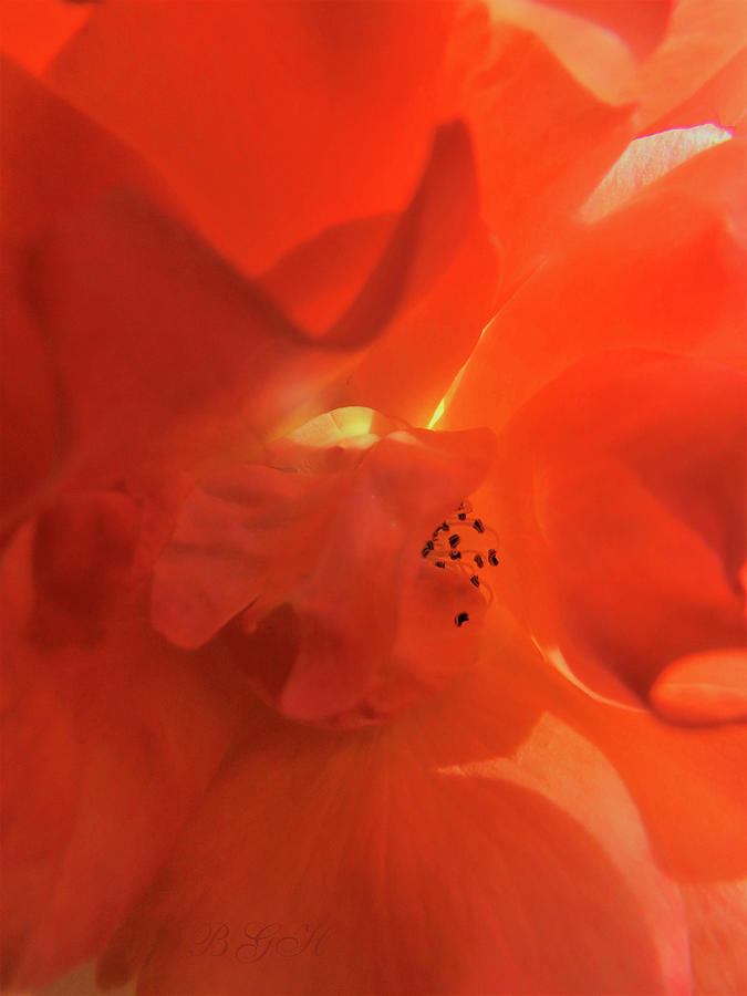 The Healing Rose - Floral Photographic Art - The Beauty of a Rose Photograph by Brooks Garten Hauschild