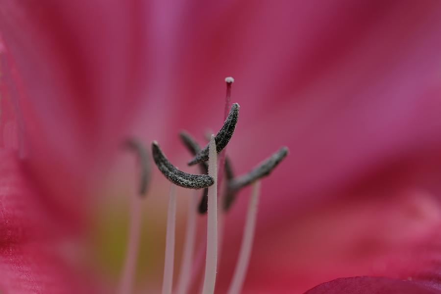 Lily Flower in Abstract Form Photograph by Mingming Jiang